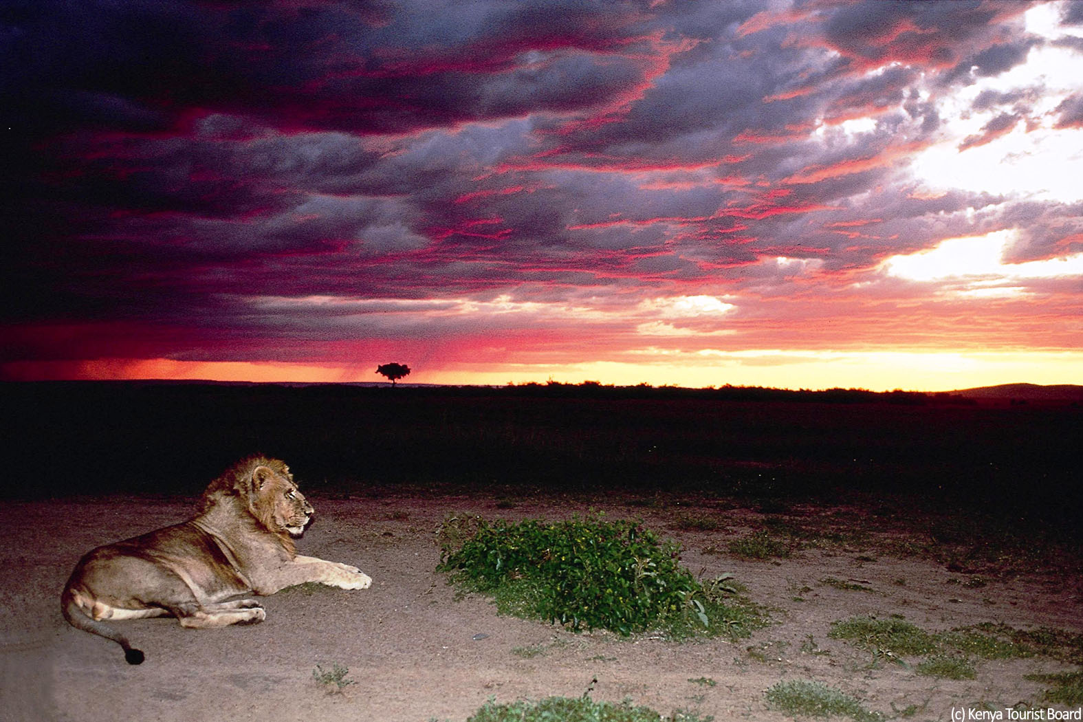 Lion-sunset-Masai-Mara-Kenya-Tourist-Board-web.jpg